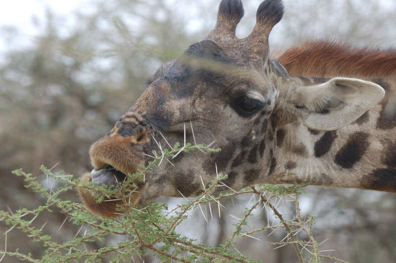 Illustration for article titled Out of Africa. Giraffes.